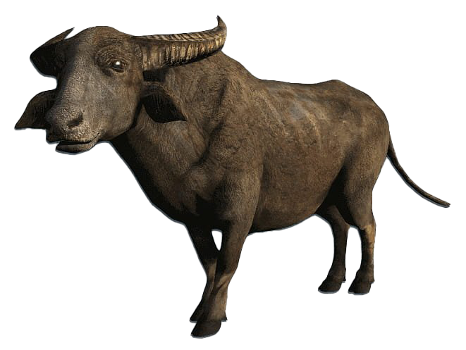 Amerikaans bizon Transparant Beeld