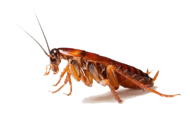 Amerikaanse kakkerlak Gratis PNG-Afbeelding