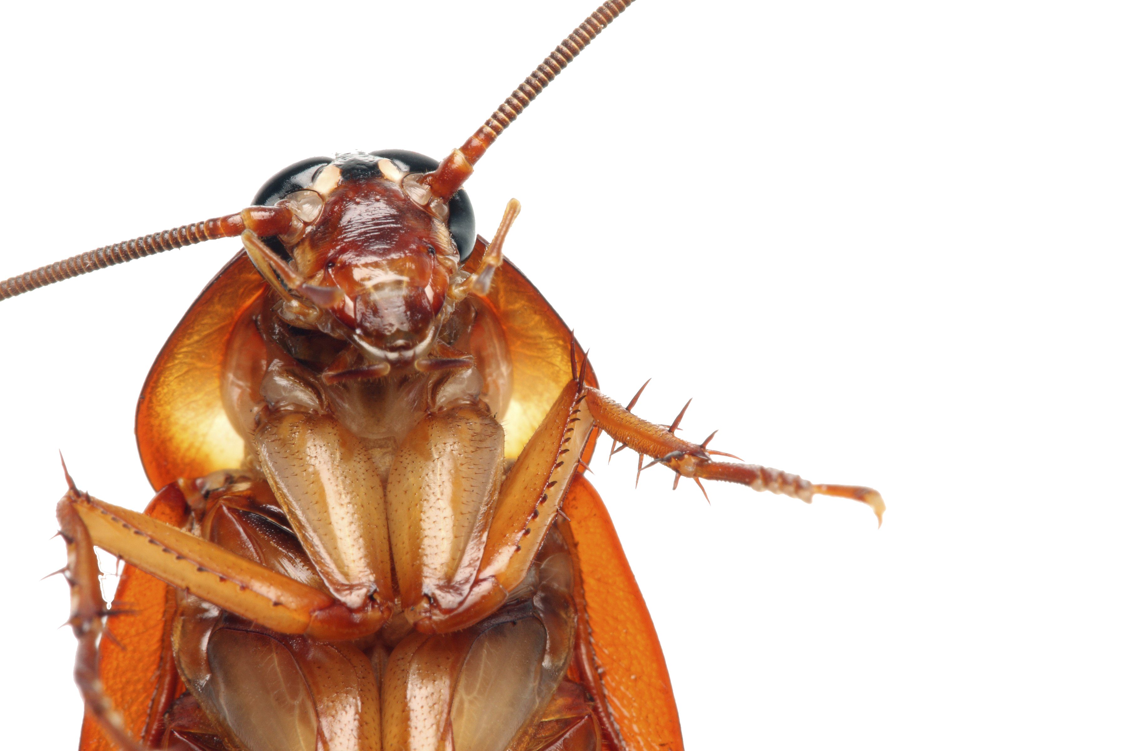 American Cockroach PNG Download Image