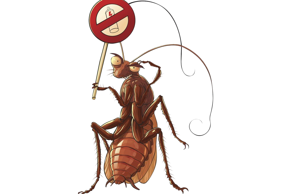 American Cockroach PNG High-Quality Image