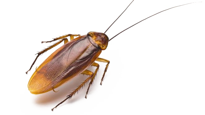 American Cockroach PNG Image Background