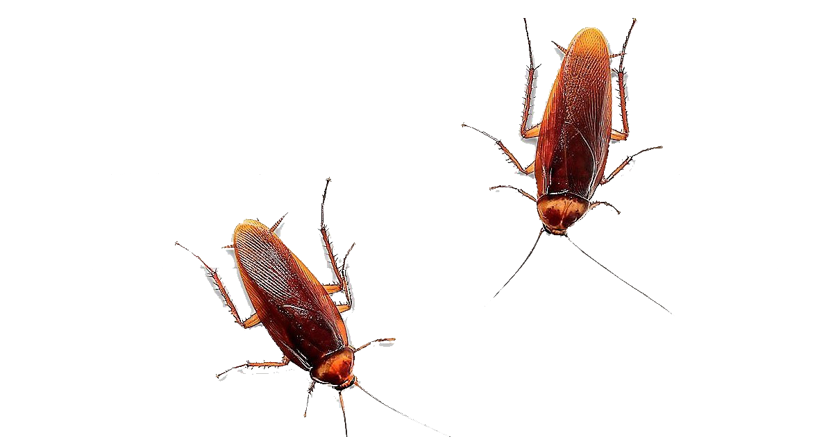 Amerikaanse kakkerlak PNG-Afbeelding