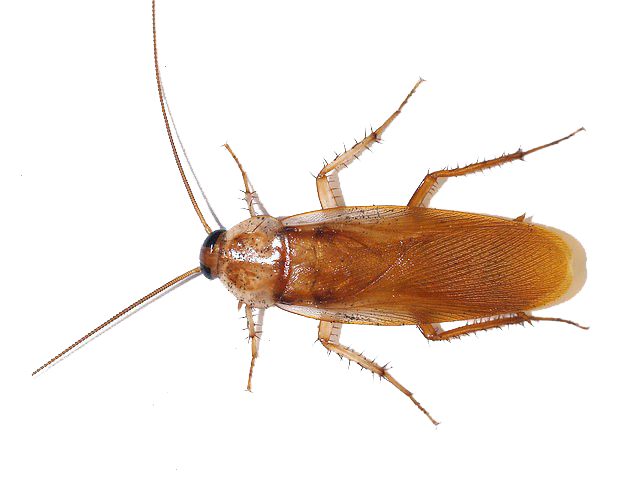 Amerikaanse kakkerlak PNG Foto