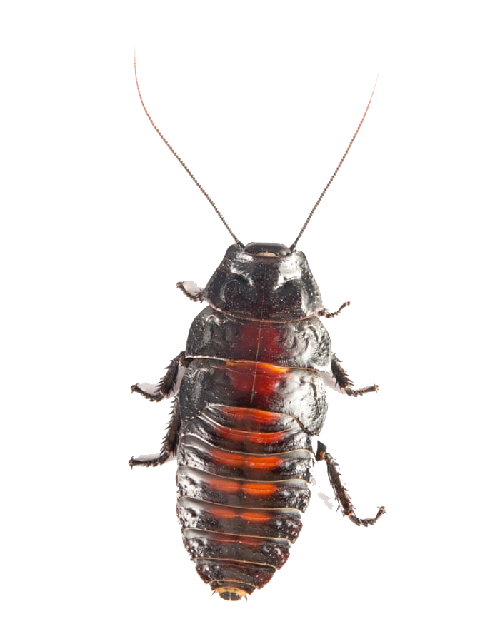 American Cockroach PNG Transparent Image