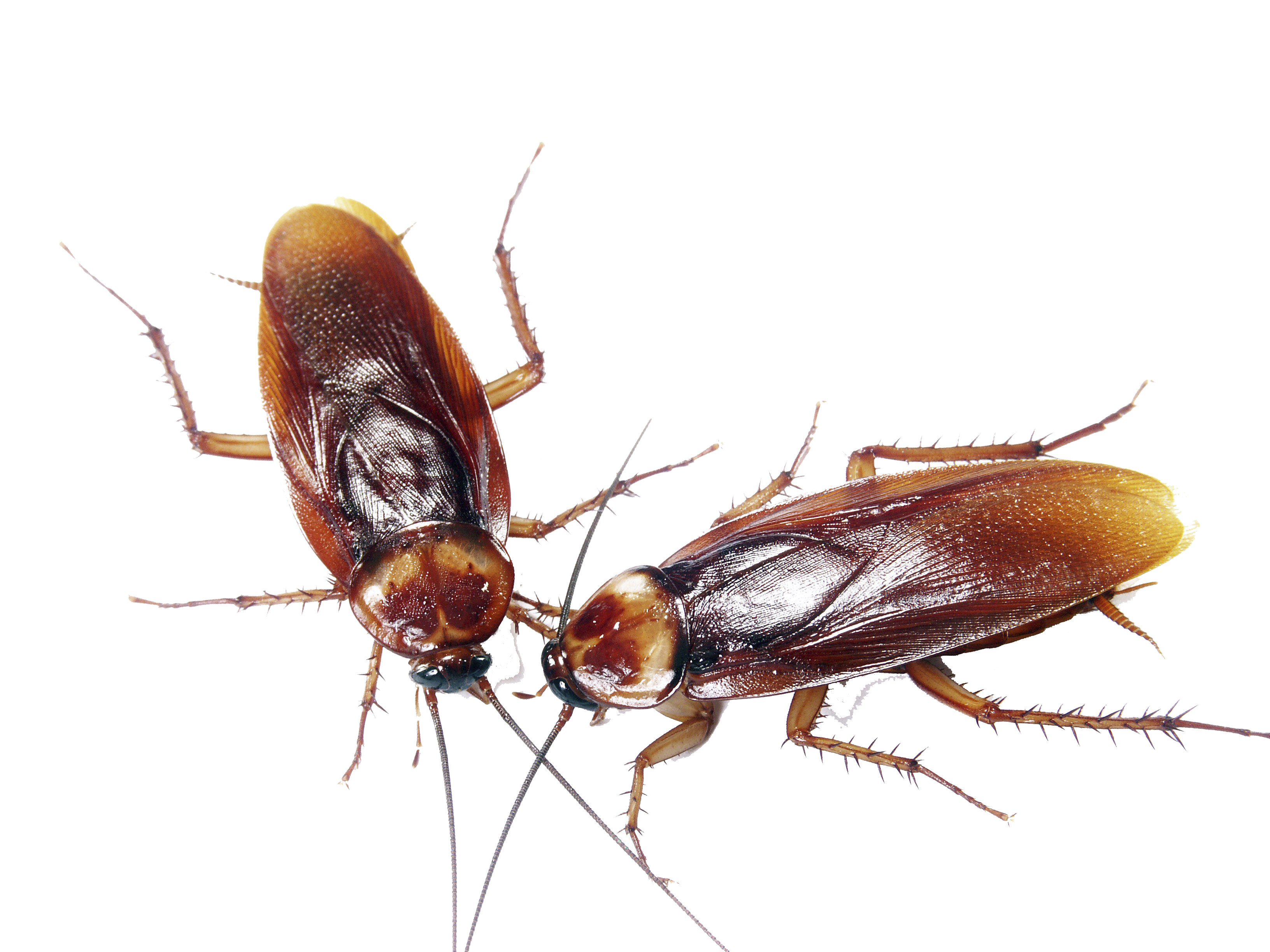 Amerikaanse kakkerlak Transparante Afbeelding