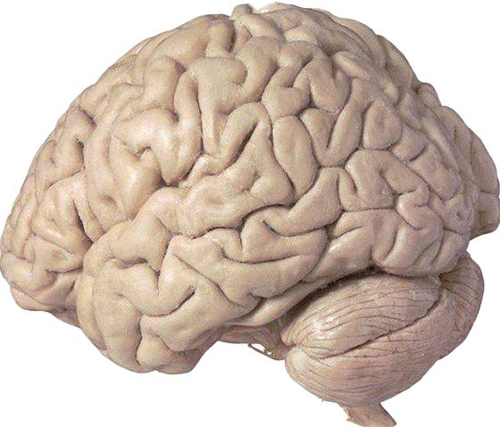 Animated Brain Download Transparent PNG Image