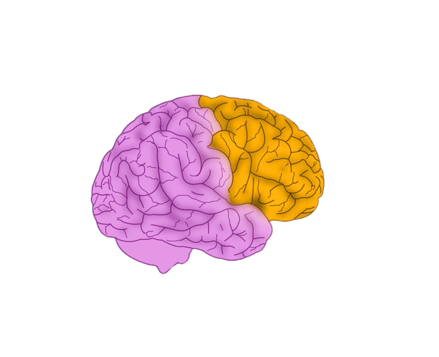 Animated Brain Free PNG Image
