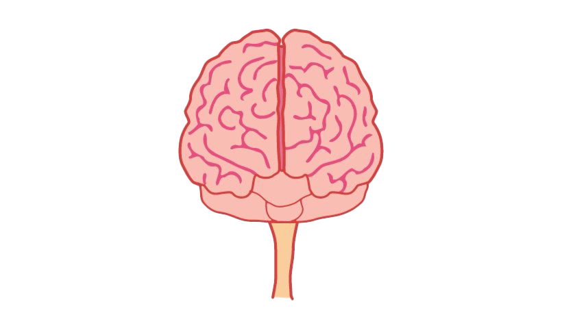 Animated Brain PNG Free Download