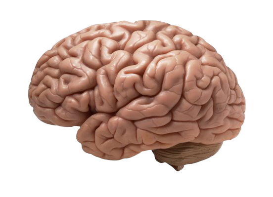 Animated Brain PNG Image Transparent Background