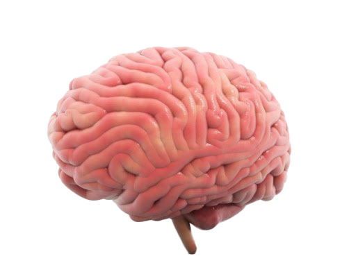 Image Transparente cerveau animée