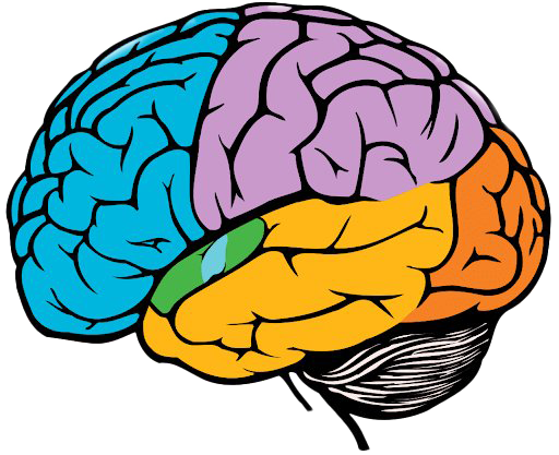 Art Brain PNG Background Image