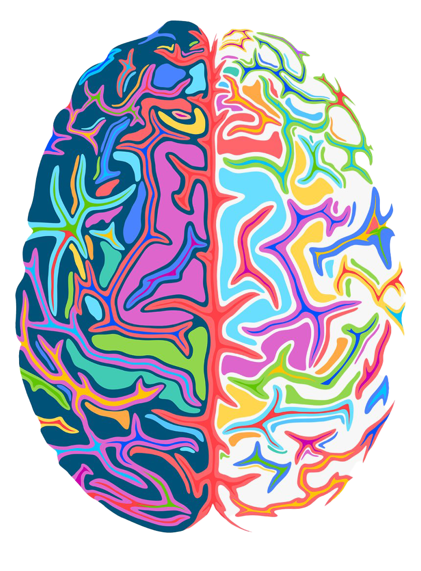 Art Brain PNG Image