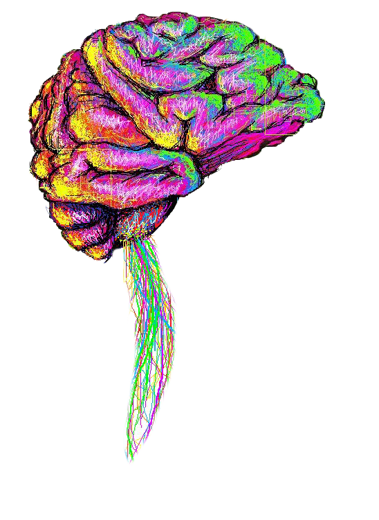 Pic del PNG del cerebro de arte