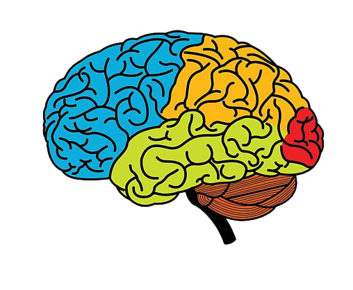 Art Brain PNG Picture