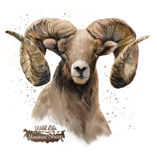 Bighorn Sheep PNG Free Download