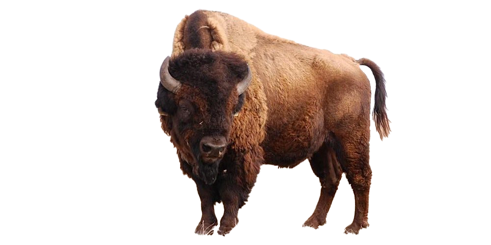 Bison PNG Background Image