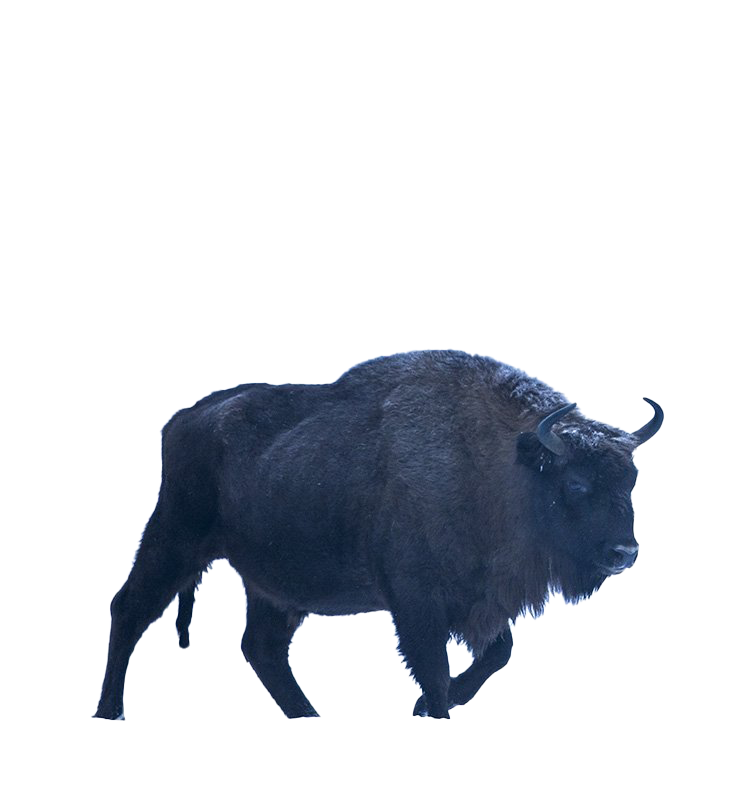 Bison PNG Image Background