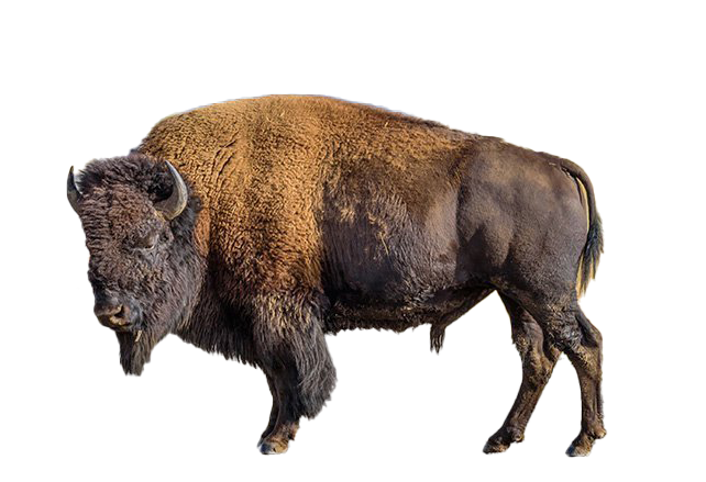 Bison PNG Image
