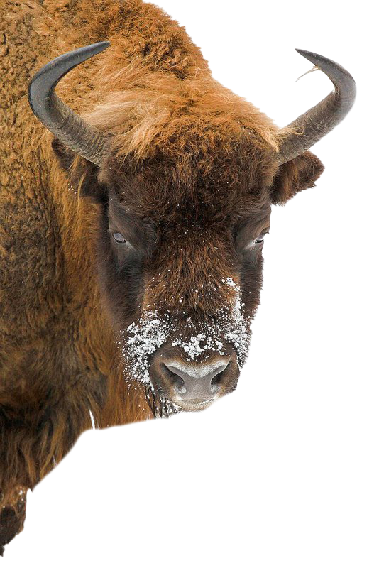 Bison PNG Photo