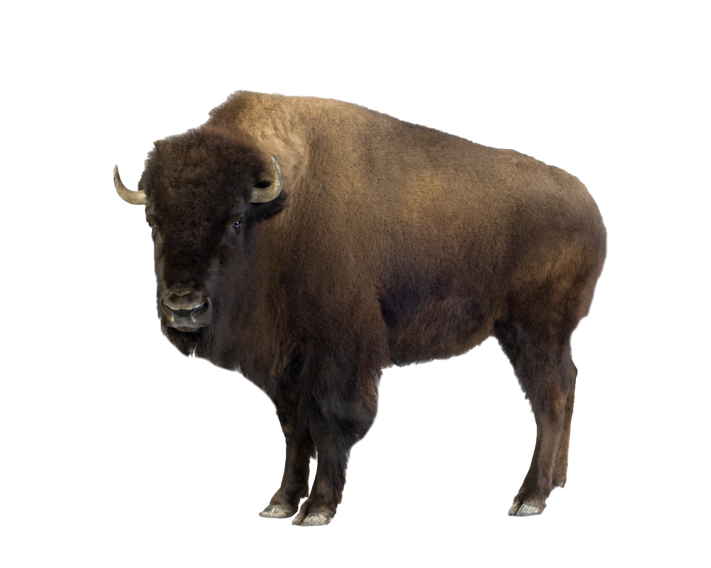 Bison PNG Picture