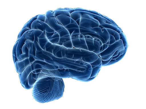 Blaues Gehirn PNG Transparentes Bild