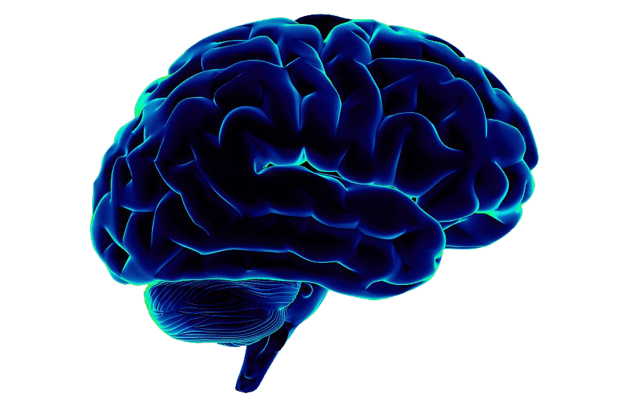 Blue Brain Transparent Background PNG