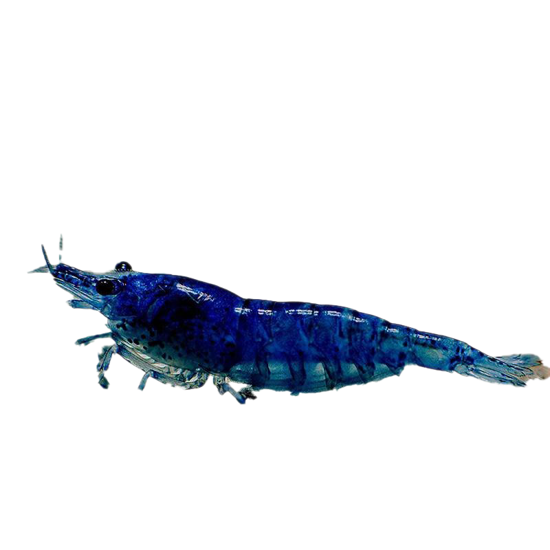 Blue Shrimp Free PNG-Afbeelding