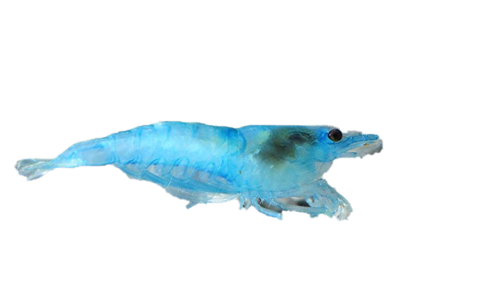 Blue Shrimp PNG Download Image