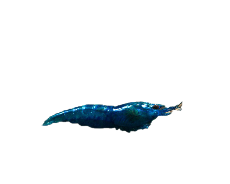 Blue Shrimp PNG Image Background