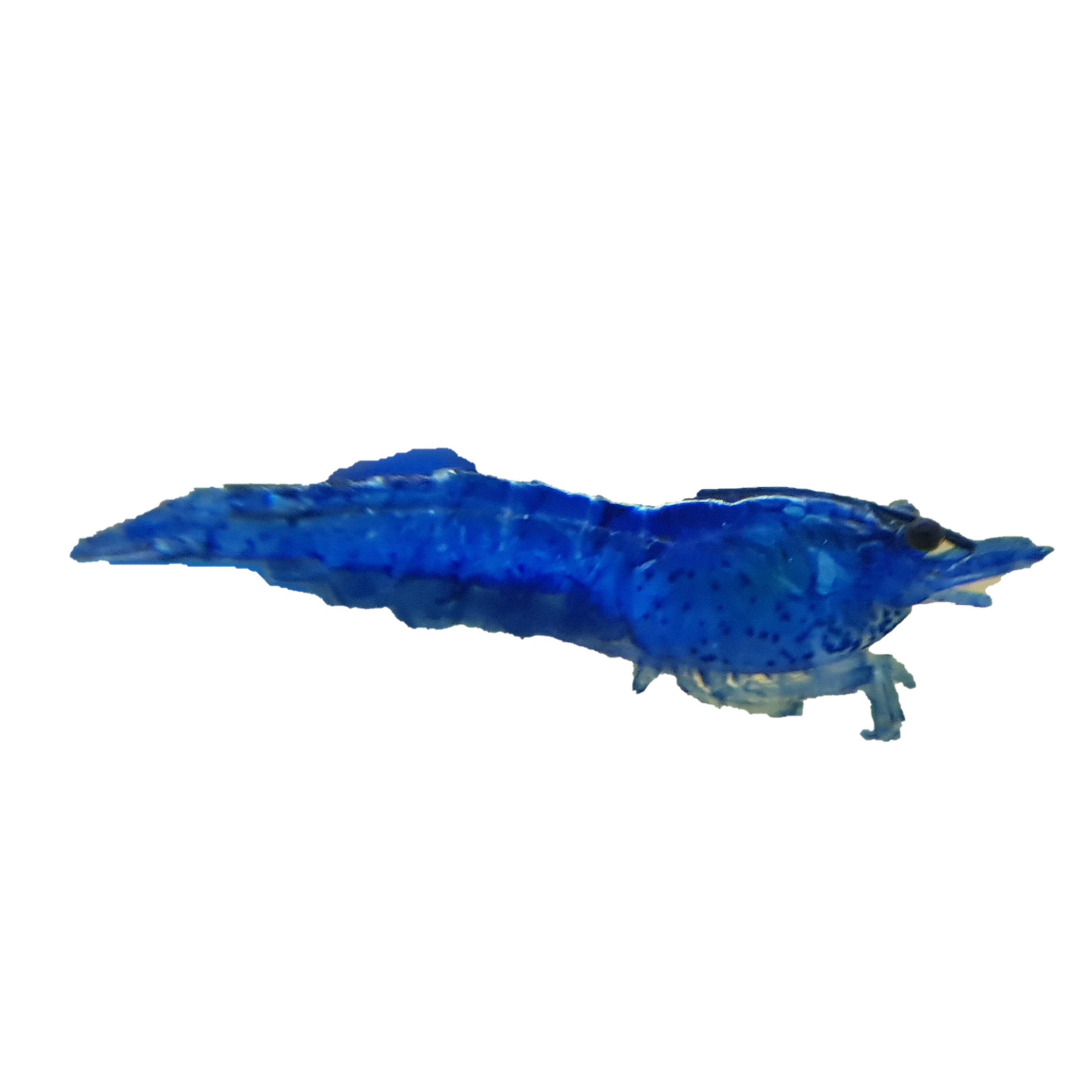 Blue Shrimp PNG Image