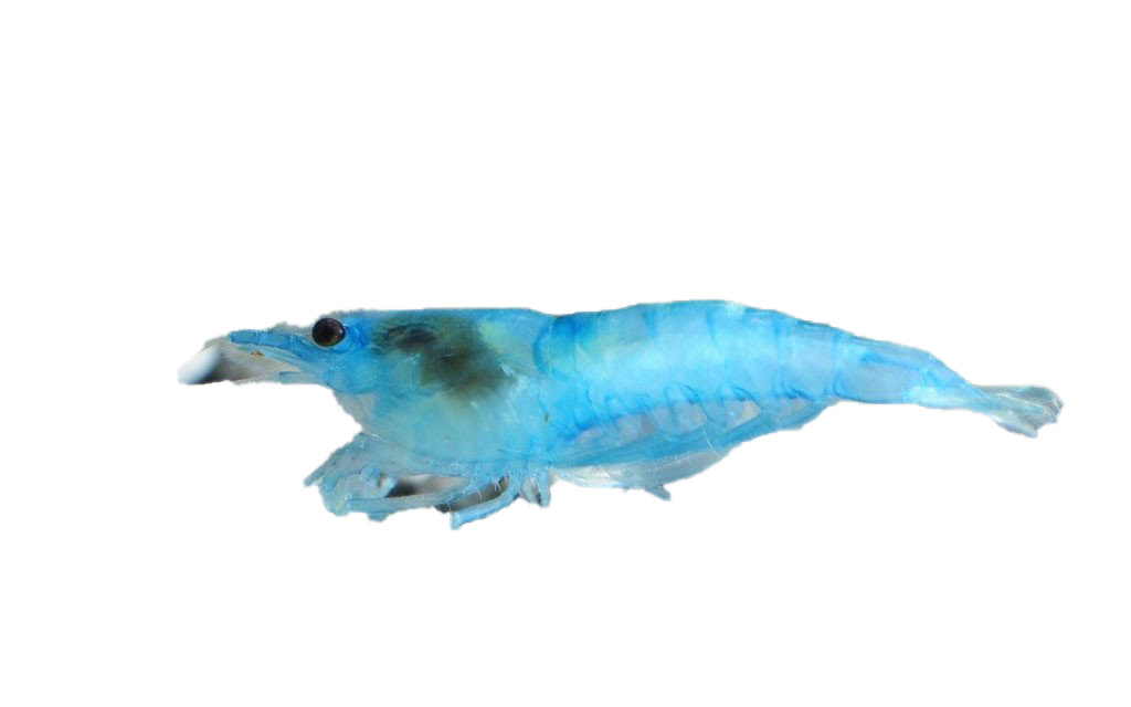 Blue Shrimp PNG Photo