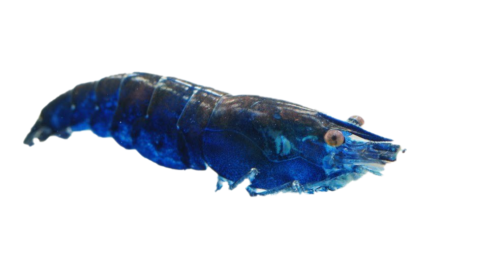 Blue Shrimp PNG Transparent Image