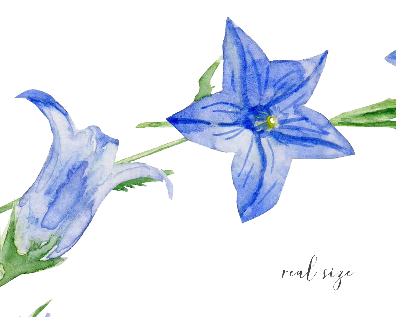 Bluebell PNG Photo