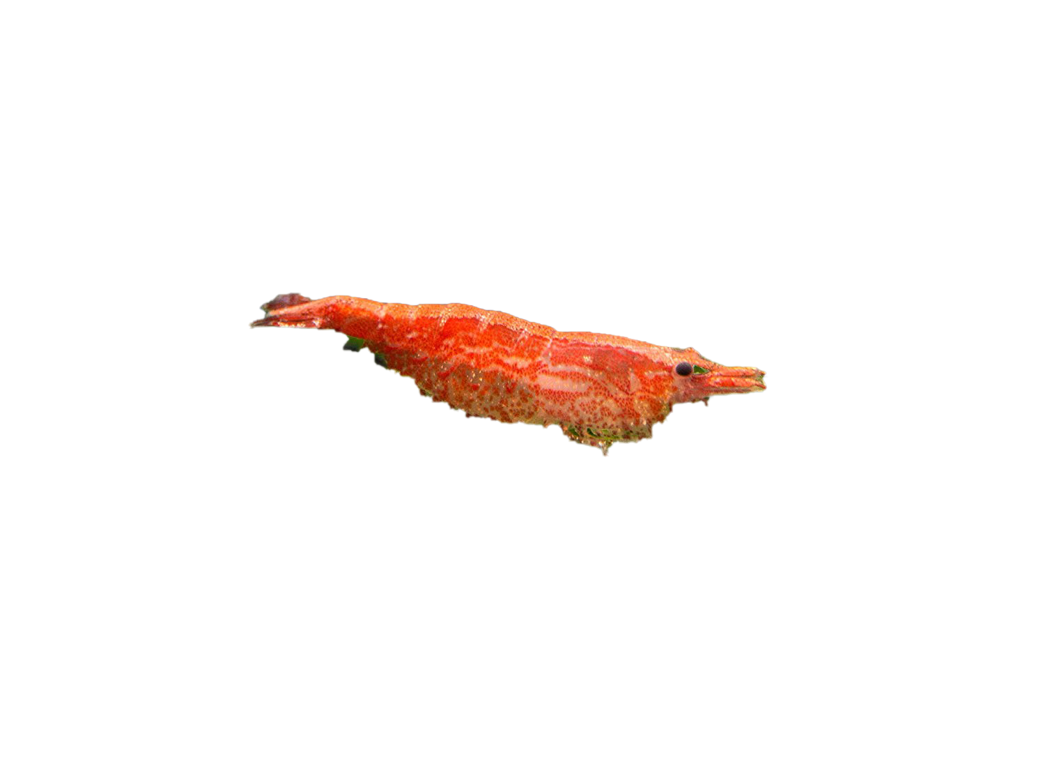 Cherry Shrimp PNG-Afbeelding Achtergrond