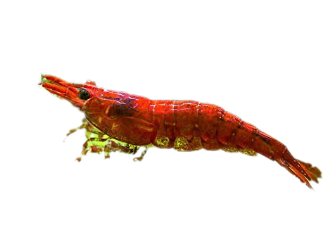 Cherry Shrimp PNG-Afbeelding