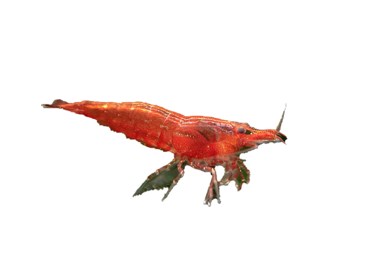 Cherry Shrimp PNG Transparent Image