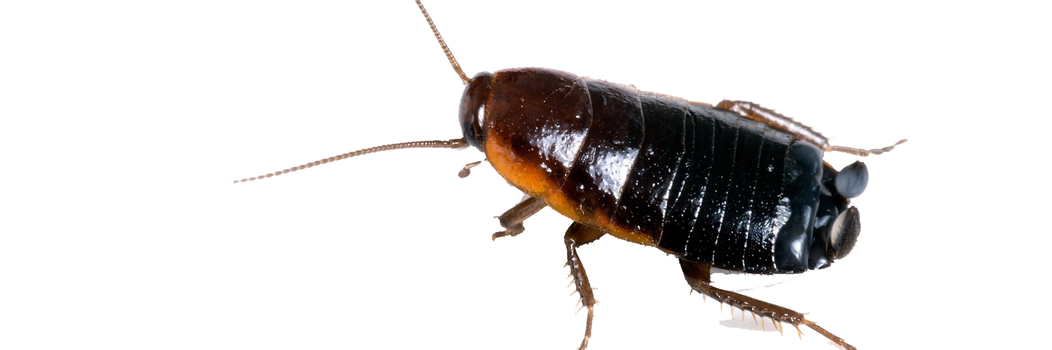 Kakkerlak Gratis PNG-Afbeelding
