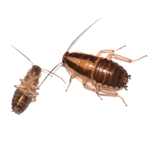 Cockroach PNG Download Image