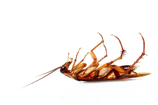 Cockroach PNG Free Download