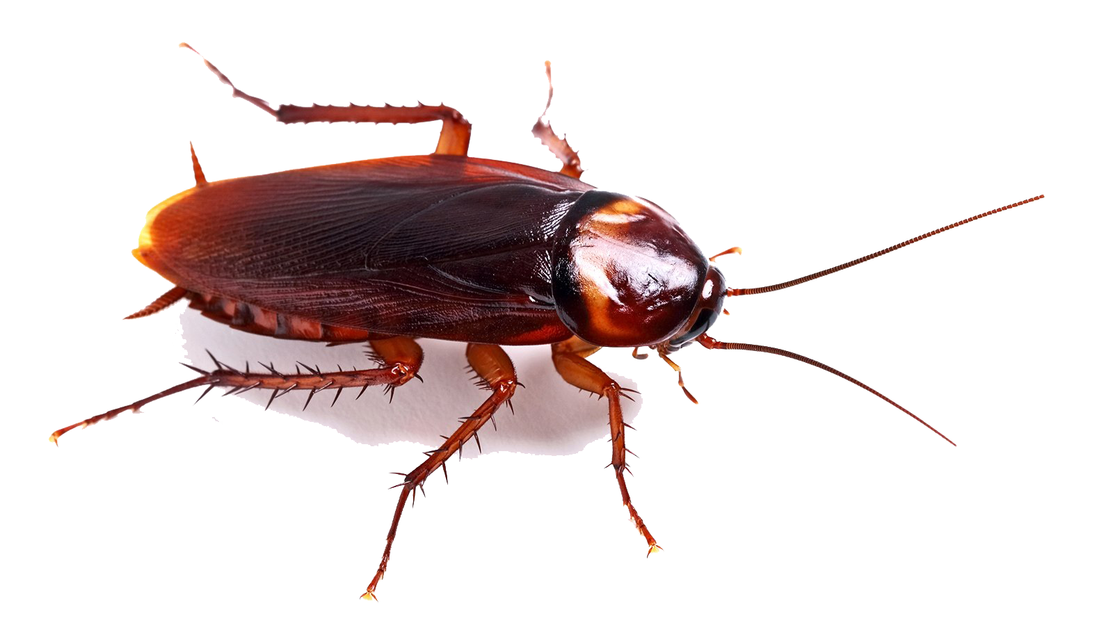 Cockroach PNG image de haute qualité