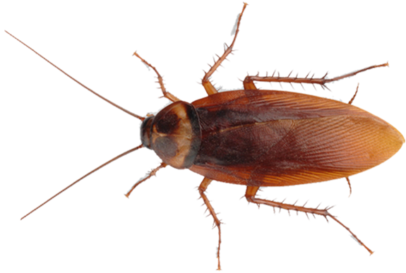 Cockroach PNG Image Background