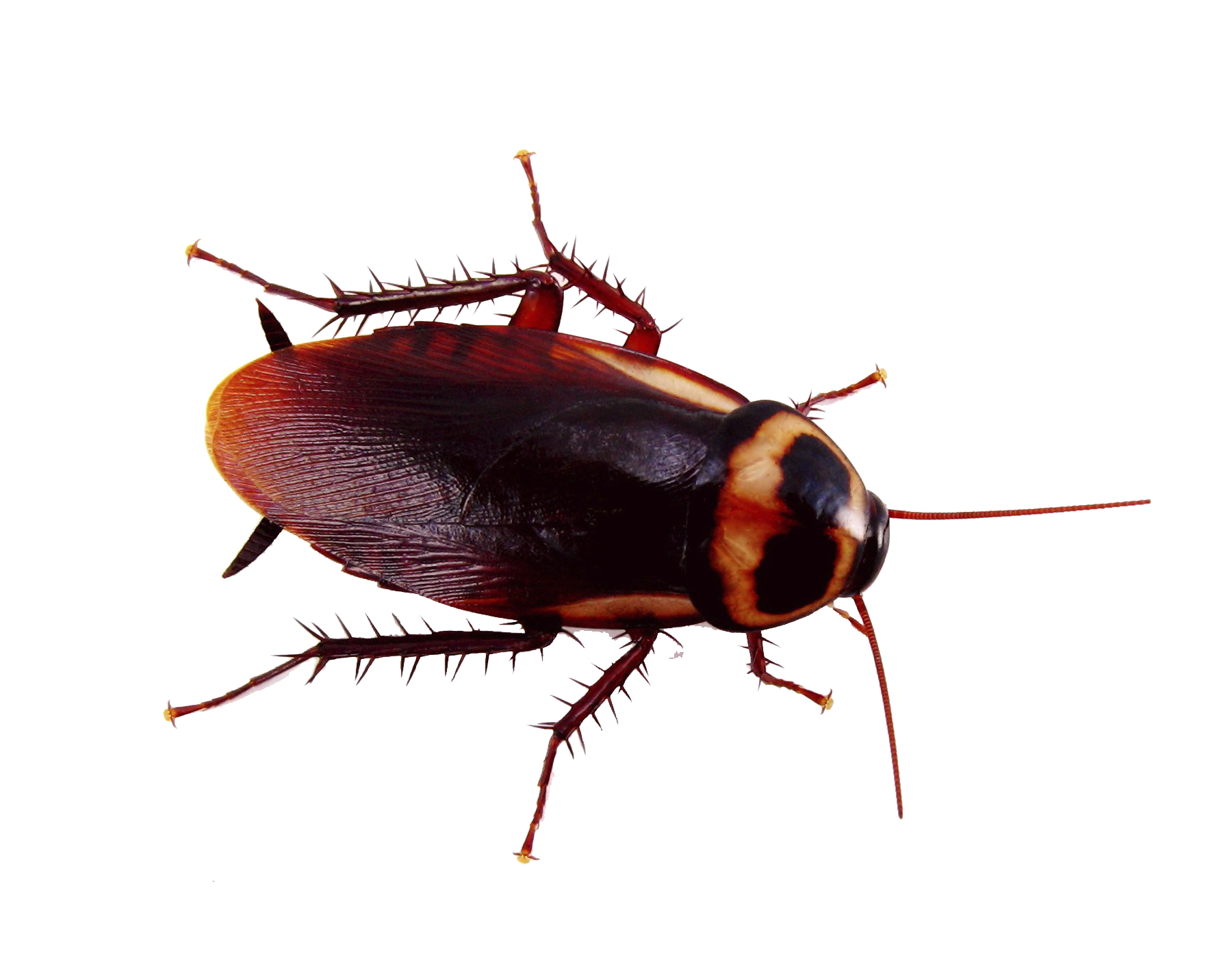 Kakkerlak PNG Afbeelding