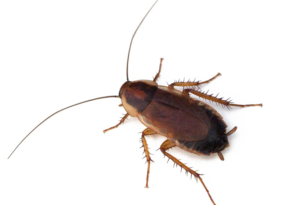 바퀴벌레 PNG 사진