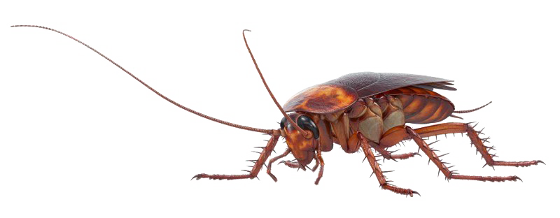 Cockroach PNG Pic