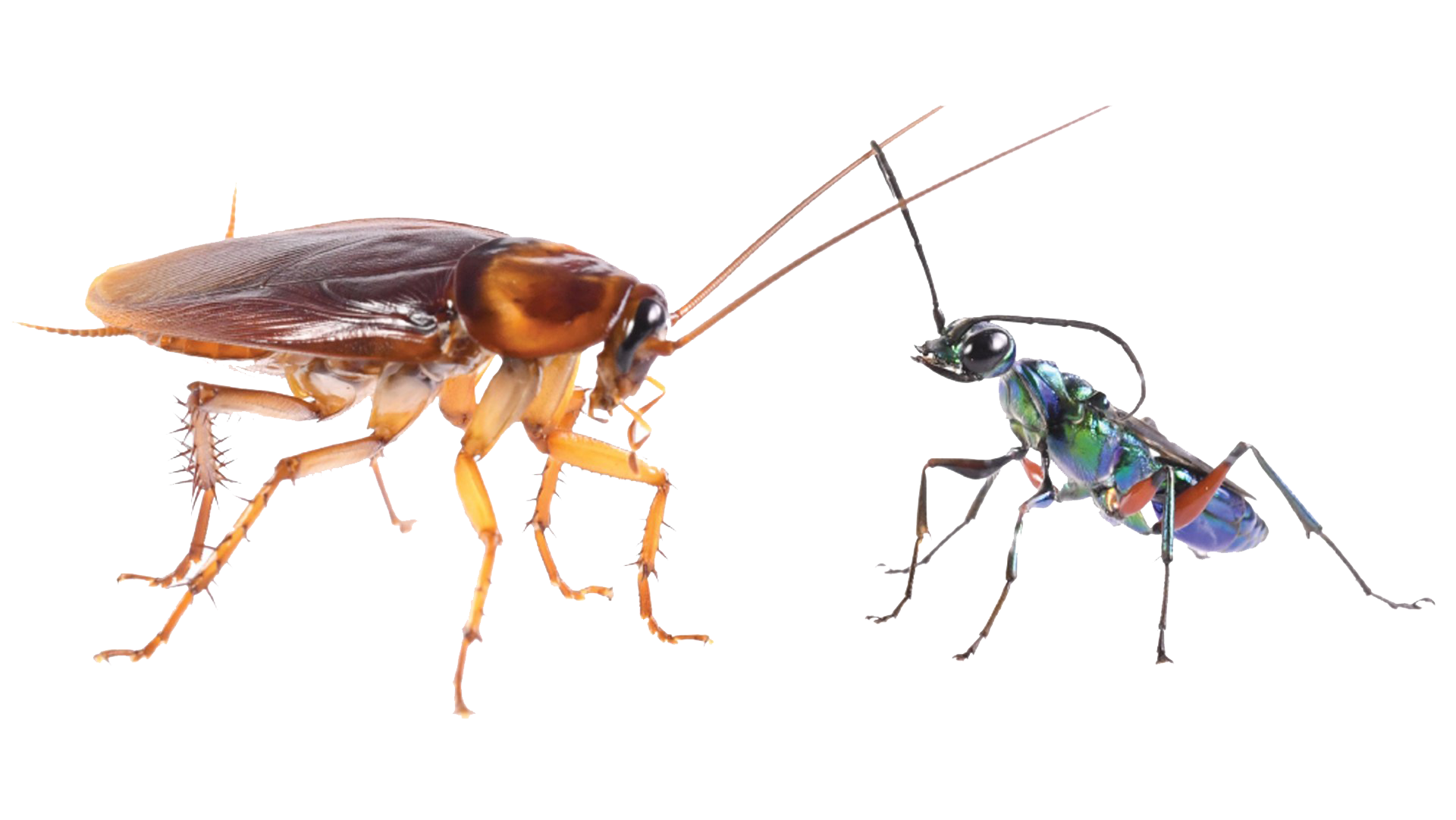 Cockroach PNG Transparent Image