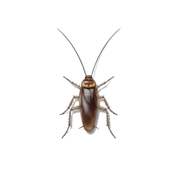 Cockroach Transparan Gambar