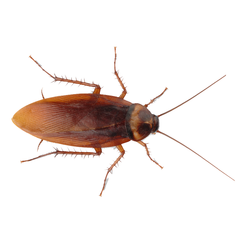 Cockroach Transparent Images