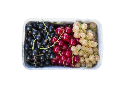 Currant PNG High-Quality Image