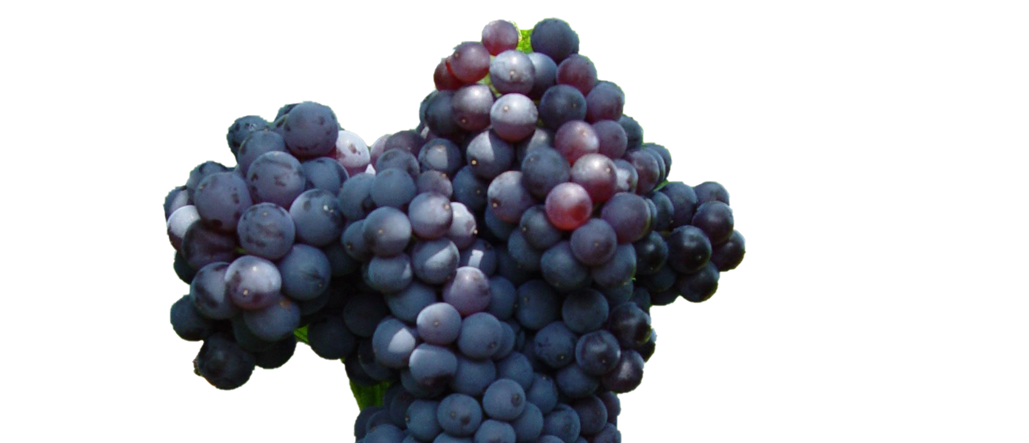 Currant PNG Photo