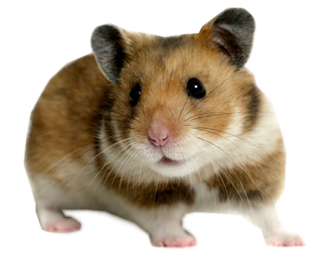 Cute Hamster PNG Download Image